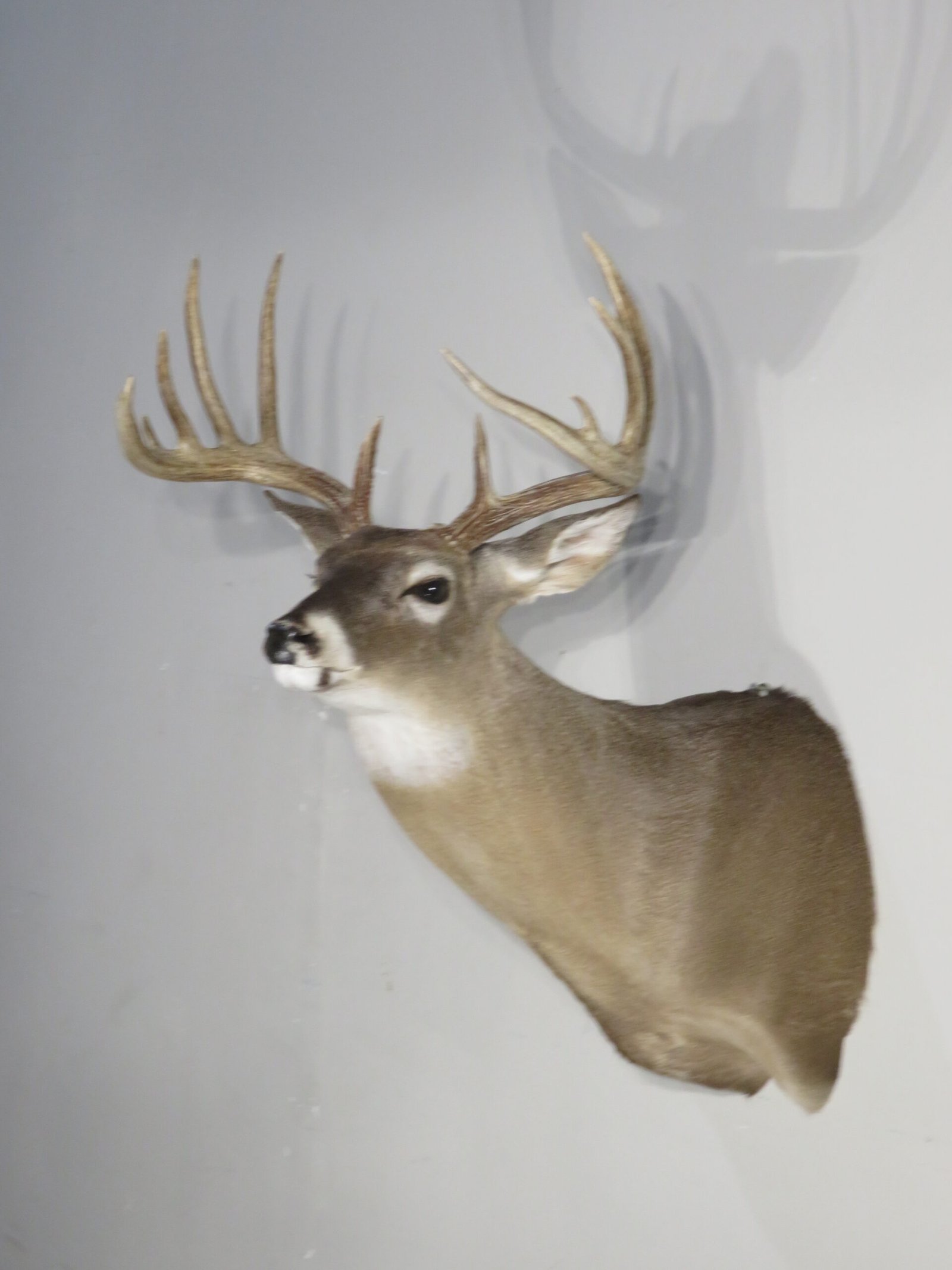 Whitetail Trophy Taxidermy