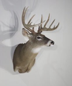 Whitetail Trophy Taxidermy