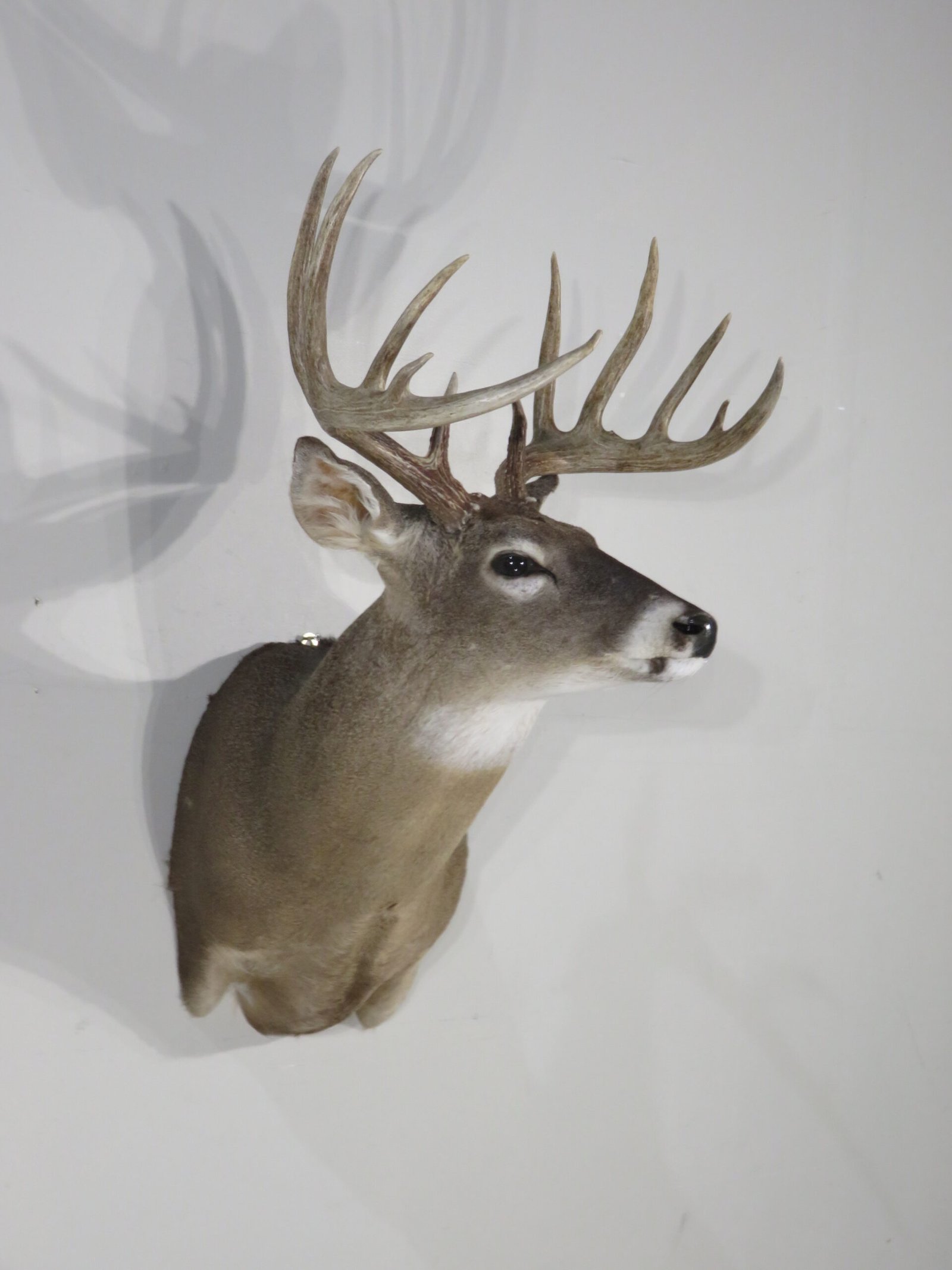 Whitetail Trophy Taxidermy