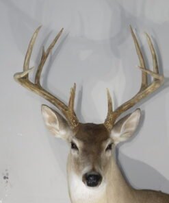Texas Whitetail Mount