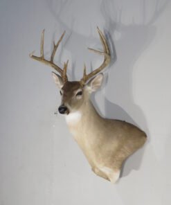 Texas Whitetail Mount