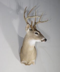 Texas Whitetail Mount