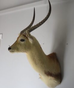 Southern Lechwe Taxidermy