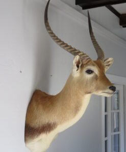 Southern Lechwe Taxidermy