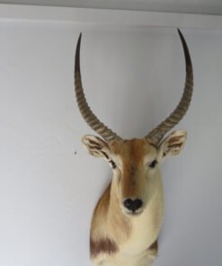 Southern Lechwe Taxidermy