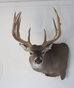 Trophy Class Whitetail Mount
