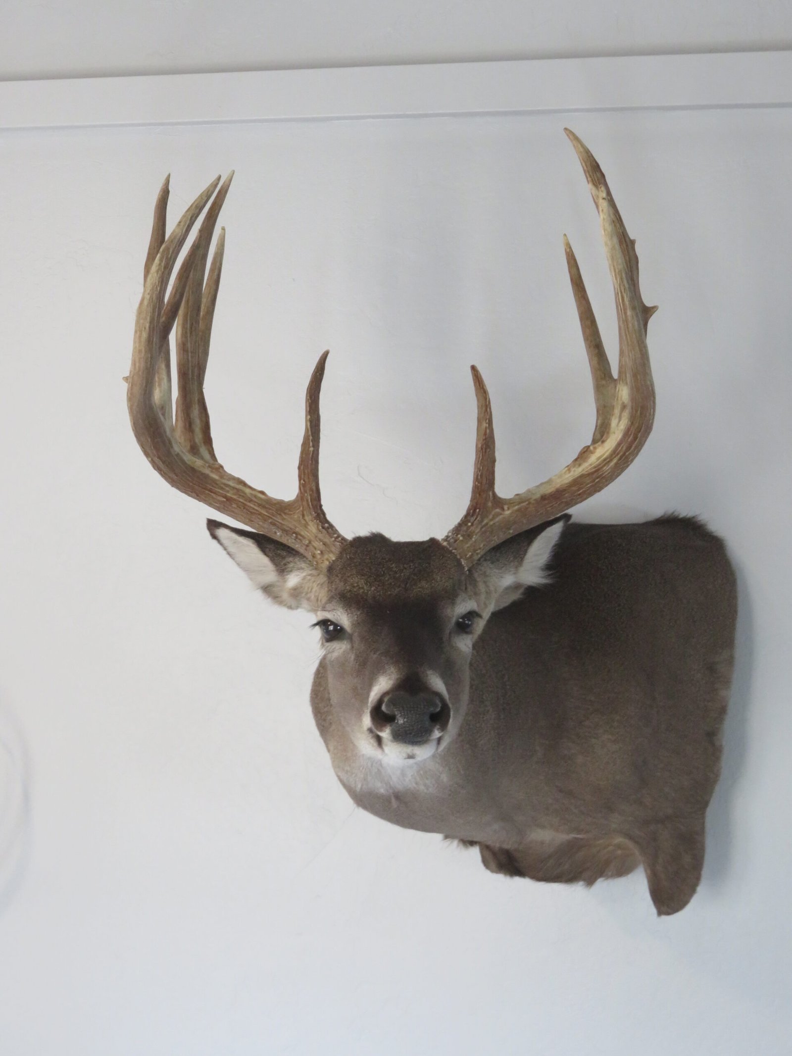 Trophy Class Whitetail Mount