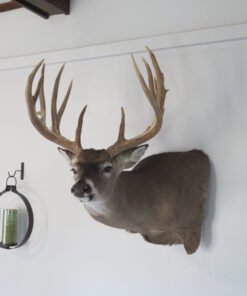 Trophy Class Whitetail Mount