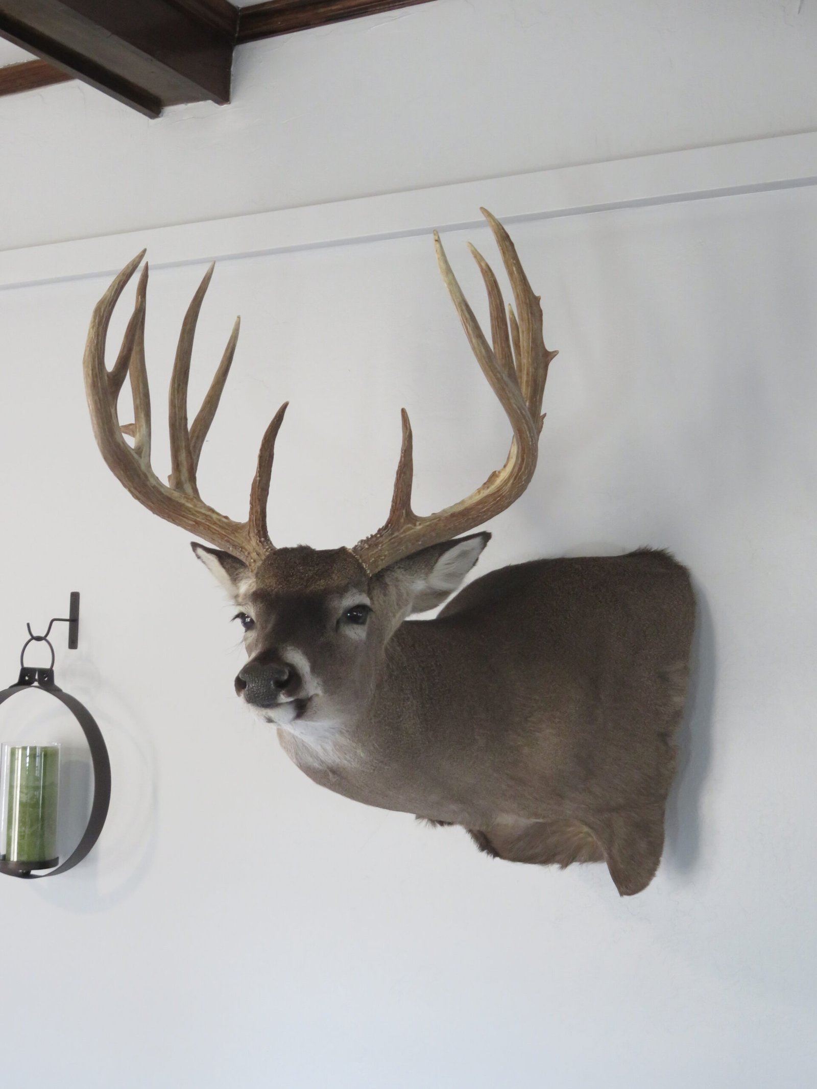 Trophy Class Whitetail Mount