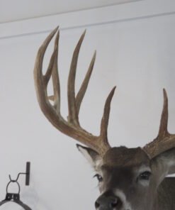Trophy Class Whitetail Mount