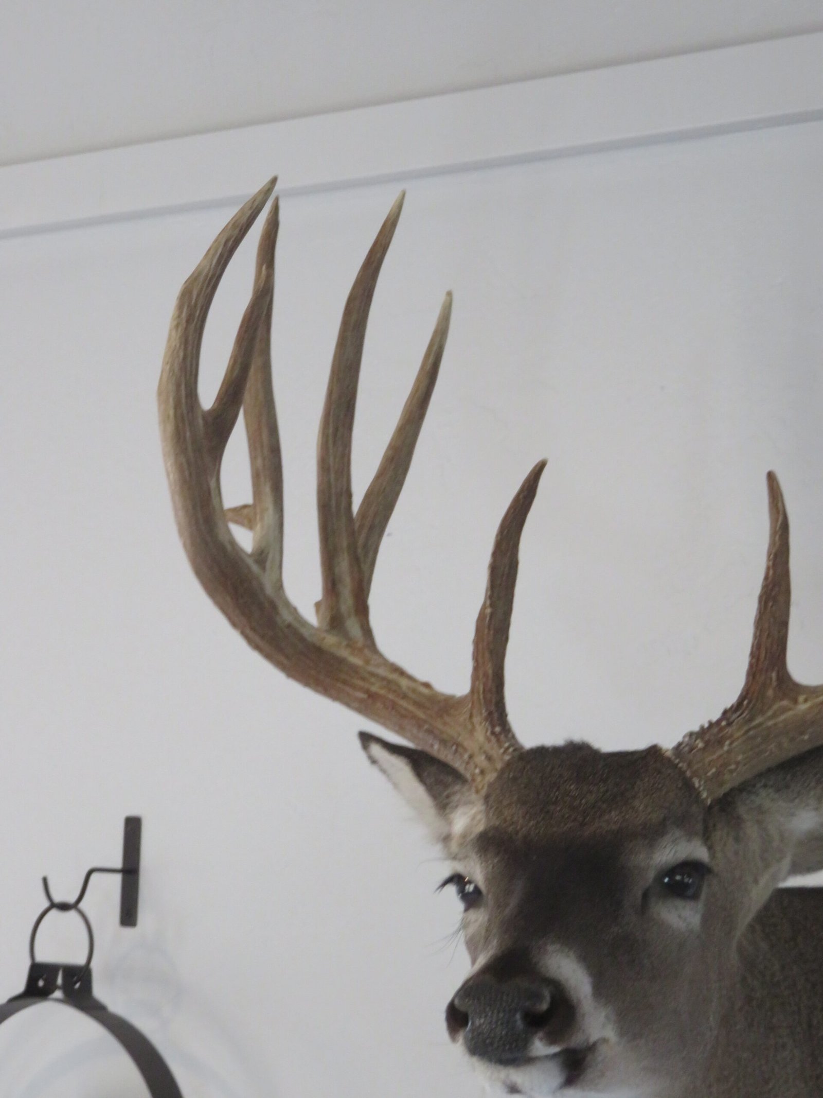 Trophy Class Whitetail Mount
