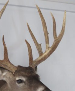 Trophy Class Whitetail Mount