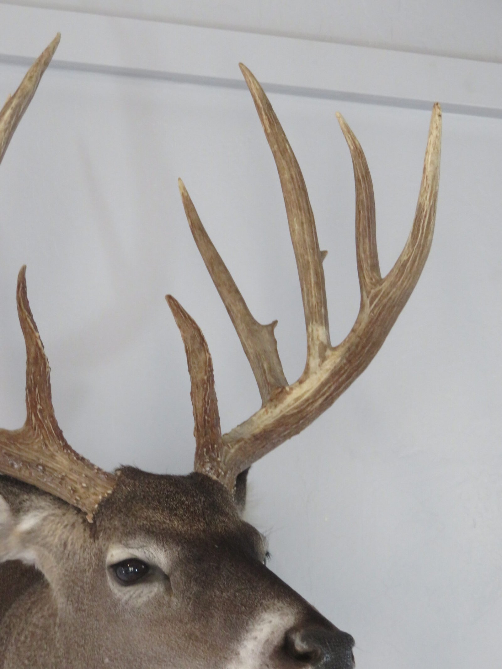 Trophy Class Whitetail Mount