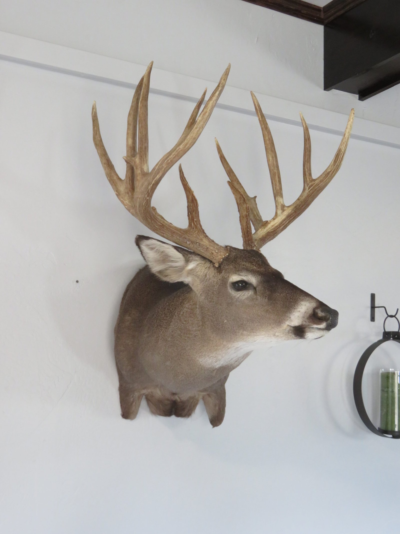 Trophy Class Whitetail Mount