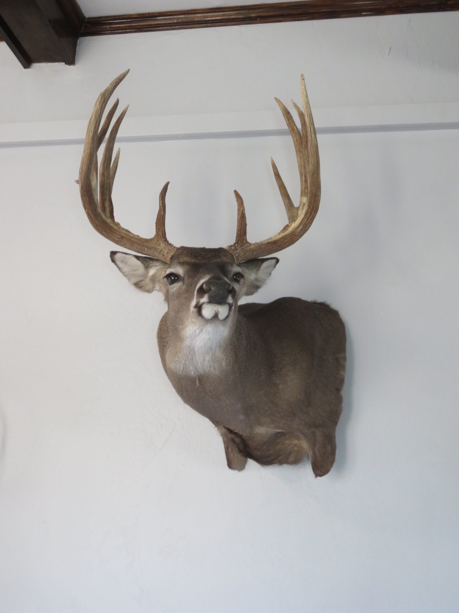 Trophy Class Whitetail Mount