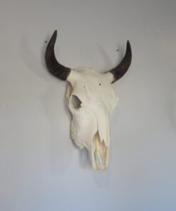 Bison Skull For Sale
