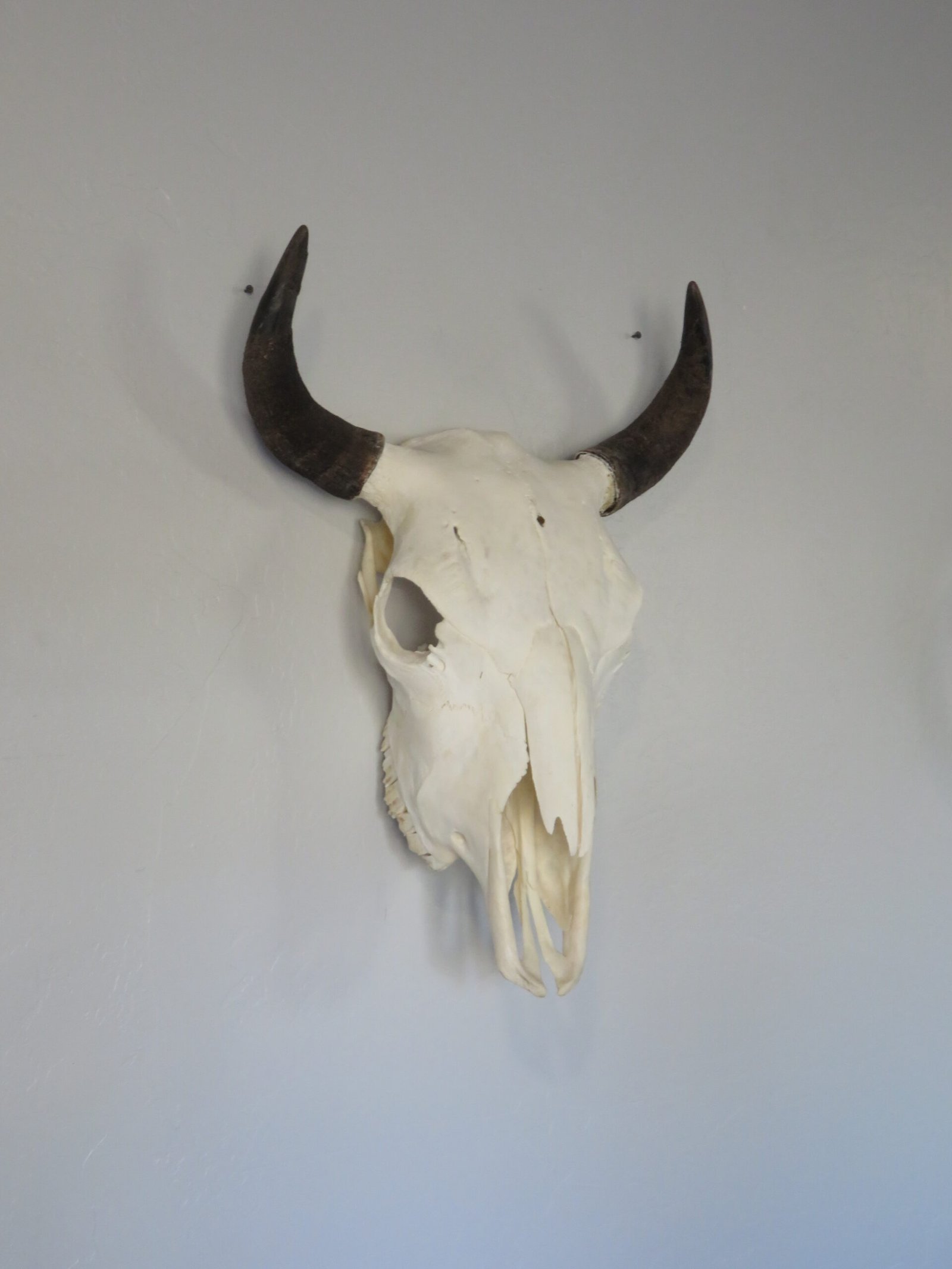 Bison Skull For Sale