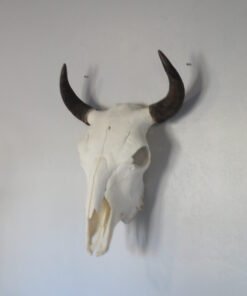 Bison Skull For Sale