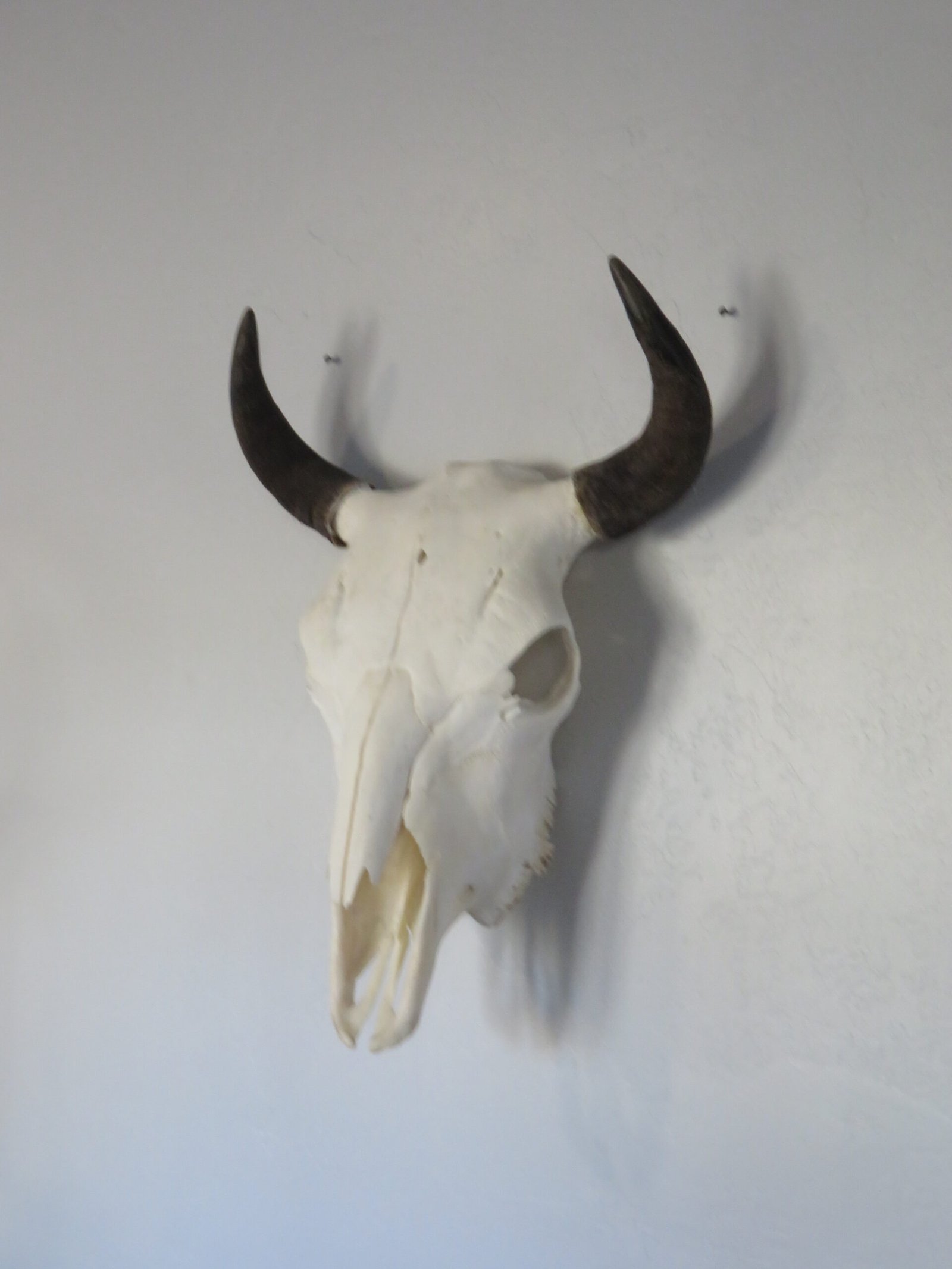 Bison Skull For Sale