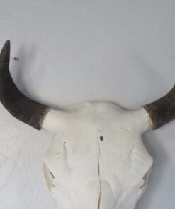 Bison Skull For Sale