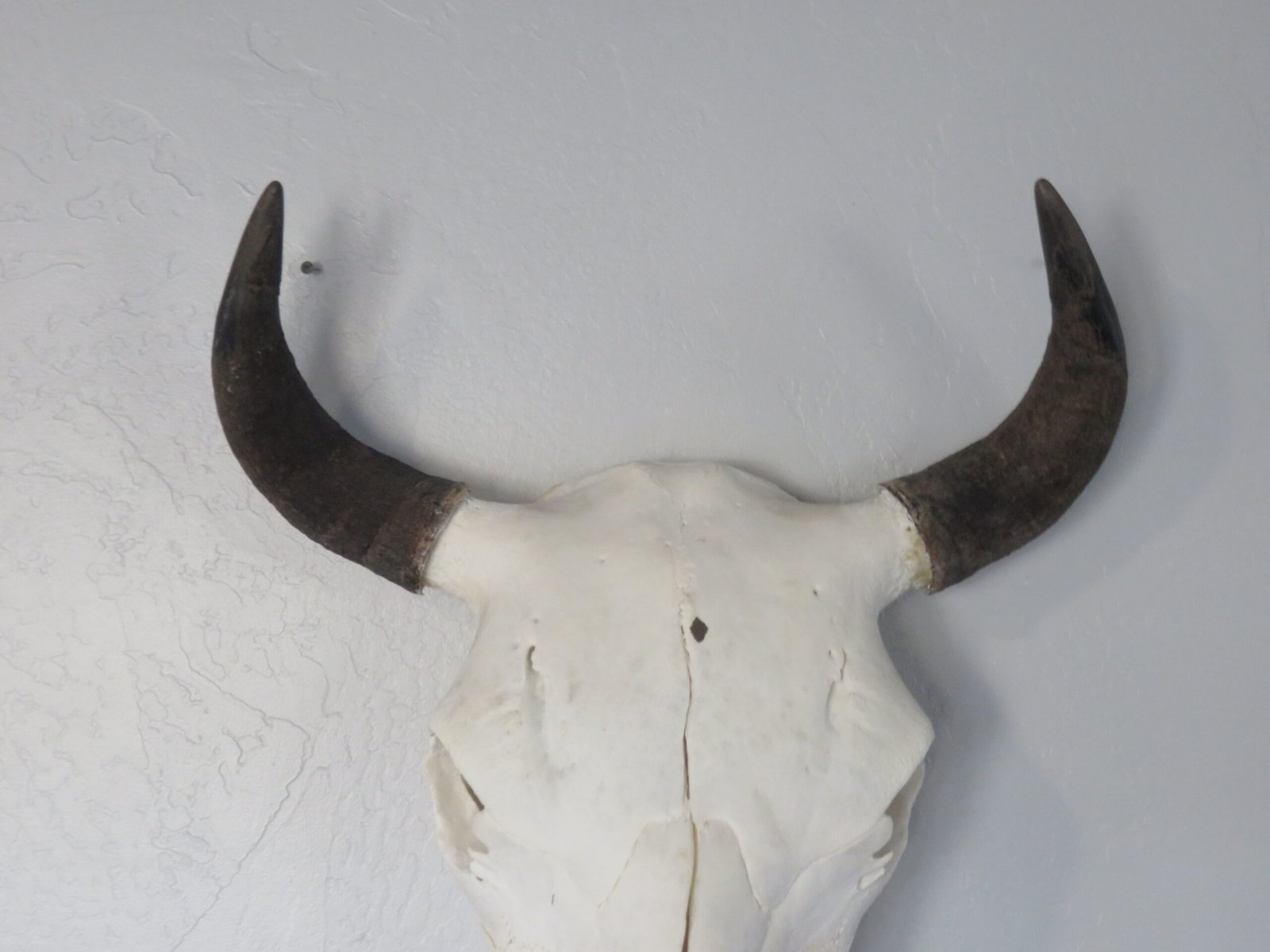 Bison Skull For Sale