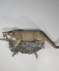 Taxidermy Mountain Lion For Sale