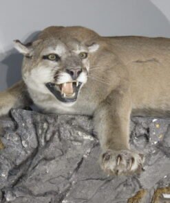 Taxidermy Mountain Lion For Sale