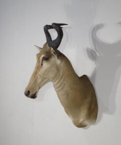lichtenstein hartebeest european mount