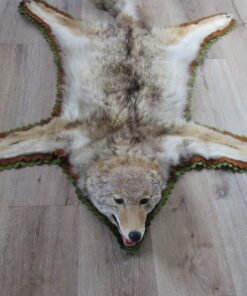 Coyote Taxidermy Rug
