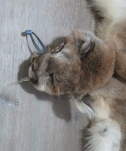 Tanned Mountain Lion Hide For Sale