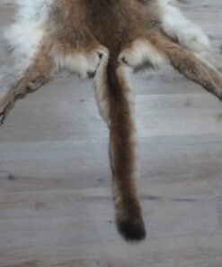 Tanned Mountain Lion Hide For Sale