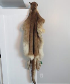 Tanned Mountain Lion Hide For Sale