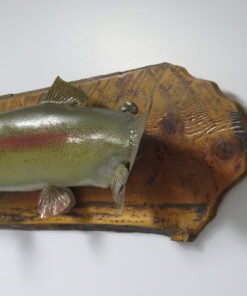 Rainbow Trout Taxidermy