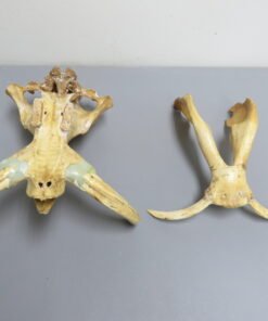Warthog Skull For Sale