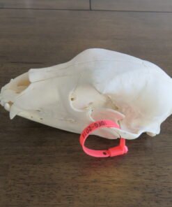 Black Bear Skull For Sale