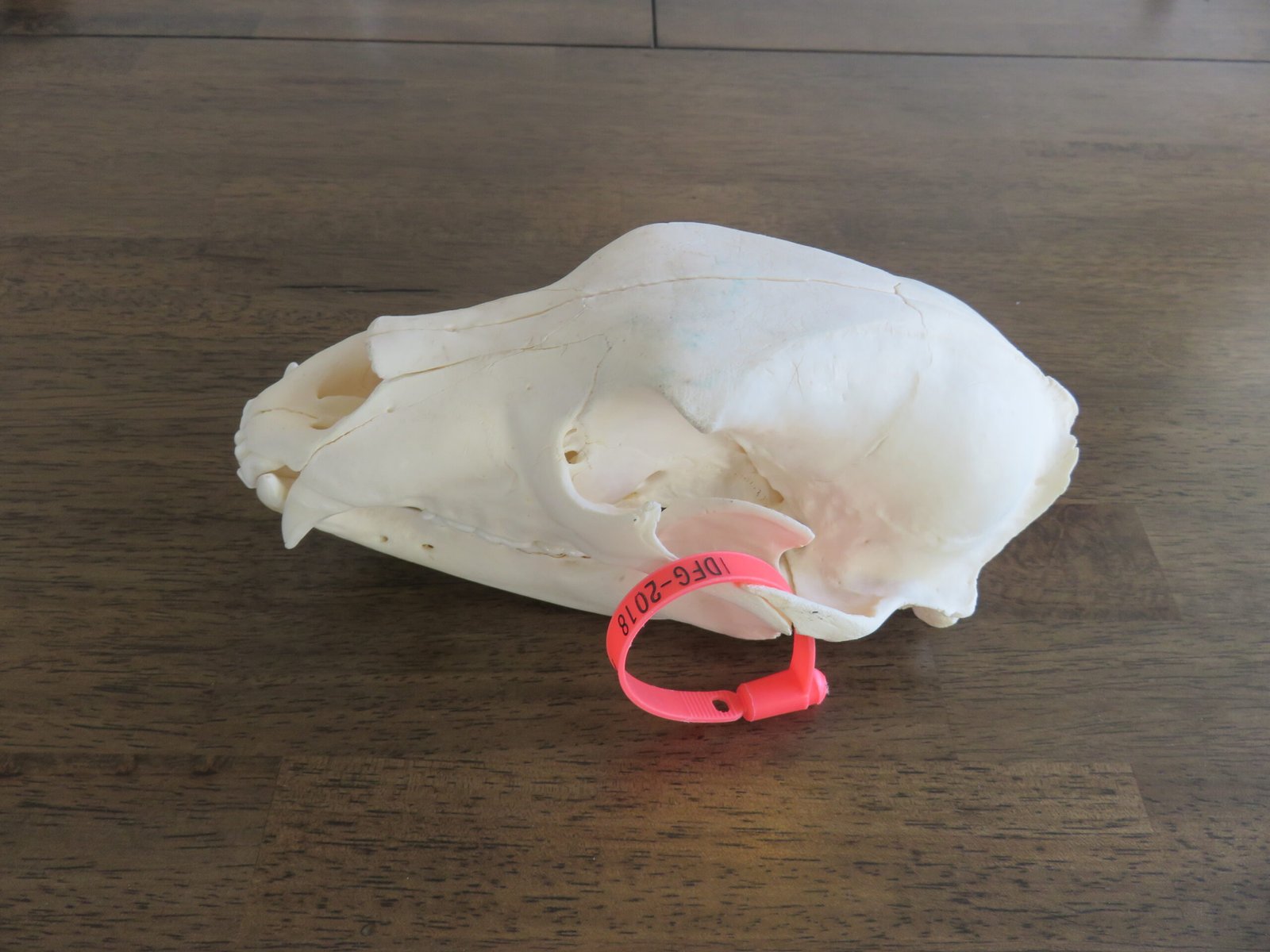 Black Bear Skull For Sale