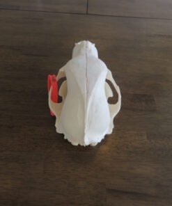 Black Bear Skull For Sale