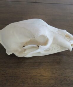 Black Bear Skull For Sale