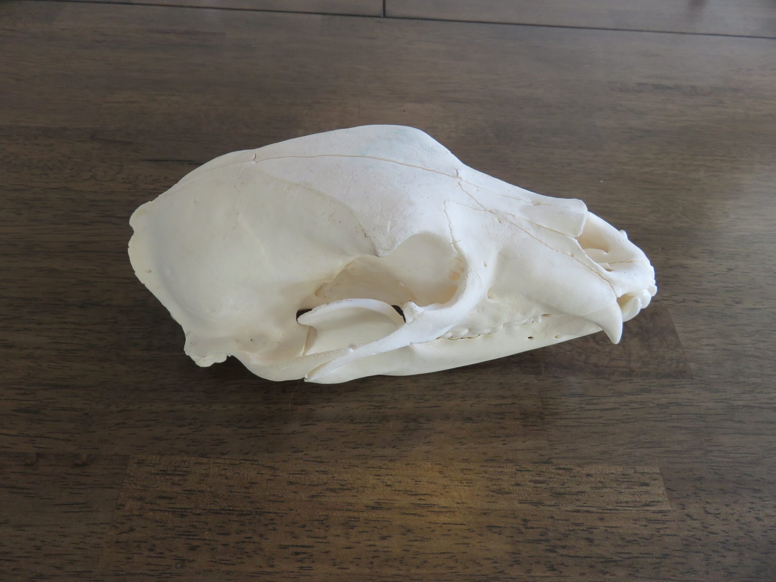 Black Bear Skull For Sale