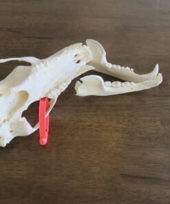 Black Bear Skull For Sale