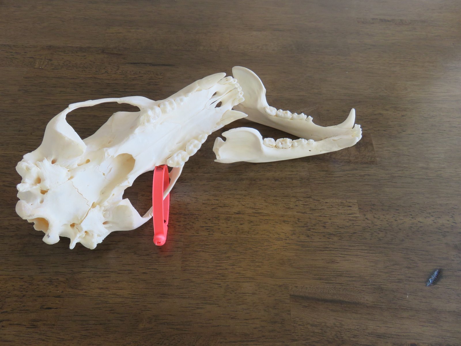 Black Bear Skull For Sale