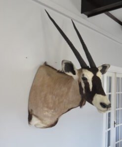gemsbok mounts for sale