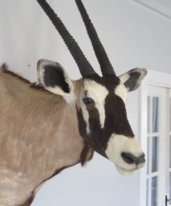 gemsbok mounts for sale