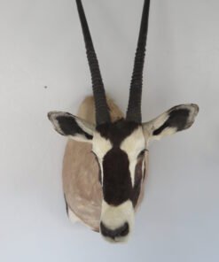 gemsbok mounts for sale