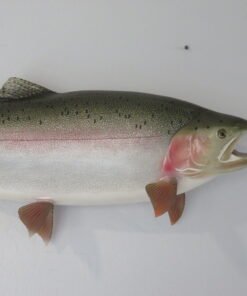 Rainbow Trout 29 Fish Taxidermy