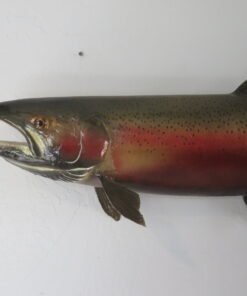 Steelhead Realskin Taxidermy