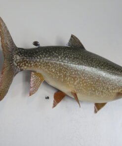 Lake Trout Taxidermy