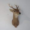 Sika Deer Mount