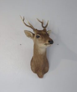Sika Deer Mount