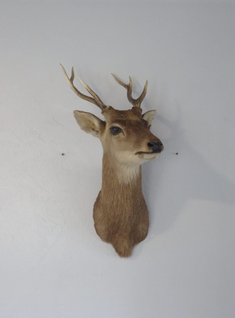 Sika Deer Mount